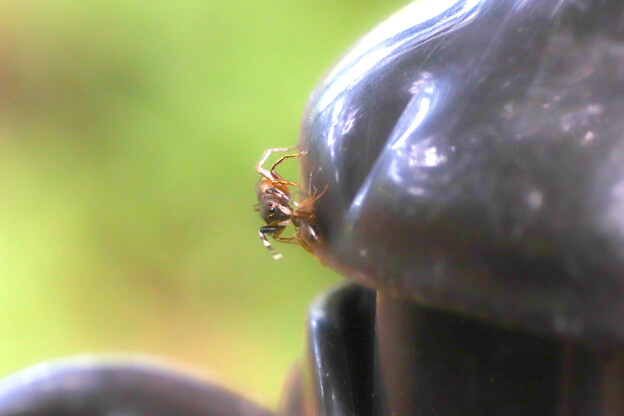 写真: アリを捕ってアリトリグモに改名しようか悩むハエトリグモさん20230929_7989