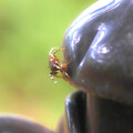 アリを捕ってアリトリグモに改名しようか悩むハエトリグモさん20230929_7989