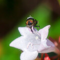 頭に花粉を飾ったツマグロキンバエさんの目が美しかった20231003_8386