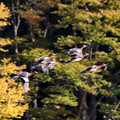 写真: 先頭の２羽が号令かけながら飛んでるヒドリガモさんたち20231011_8876