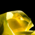 写真: 黄色いバラさん20231024_9764