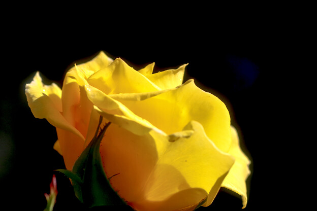 写真: 香りも最高の黄バラさん20231030_9780
