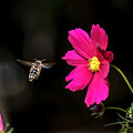 花粉まき散らしながら飛ぶハナバチさん20231030_9853