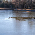 写真: 全面結氷した池のカモさん達20240117_2016