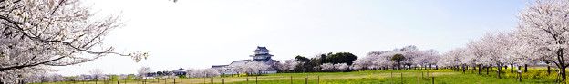 写真: 桜の城