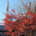 写真: 増上寺の紅葉