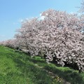 Photos: 多摩川右岸の桜並木