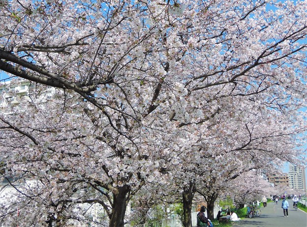 多摩川左岸の桜並木