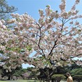 Photos: 若い桜