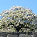 写真: 天守台の桜