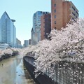 写真: 目黒新橋からの眺め
