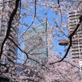 写真: 愛宕界隈の桜