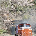 写真: DD51、桜の里を行く。(関西本線:三重県)