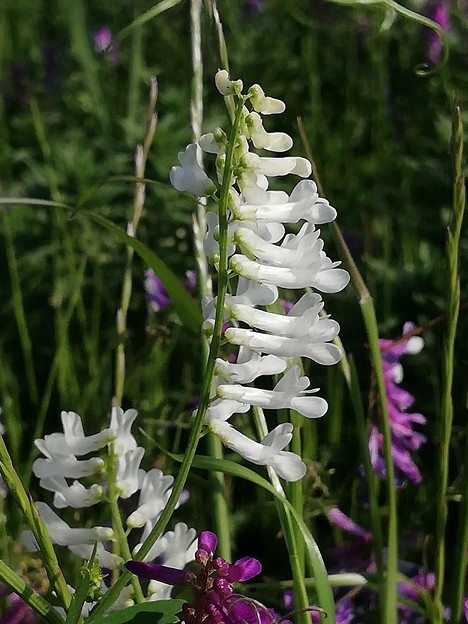 白花クサフジ1