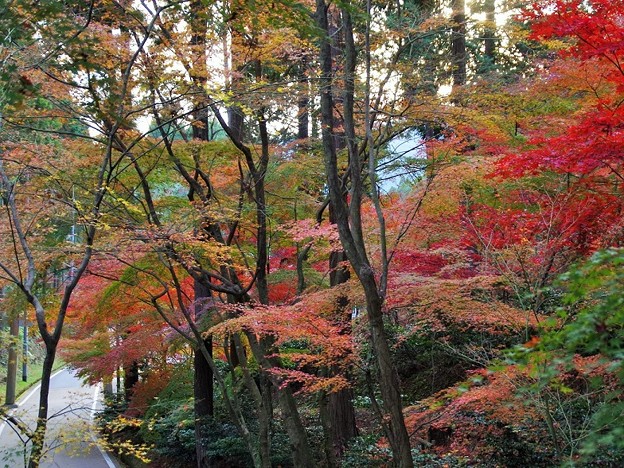 Photos: 猿丸神社の紅葉