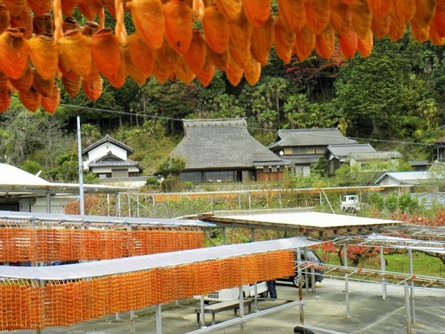 写真: 串柿作りの山里