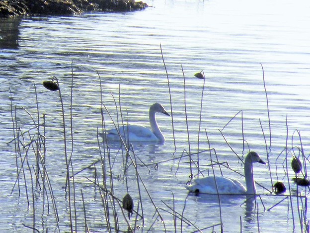 写真: Swan Lake