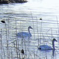 写真: Swan Lake