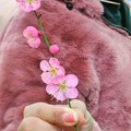 Photos: 紅梅の花