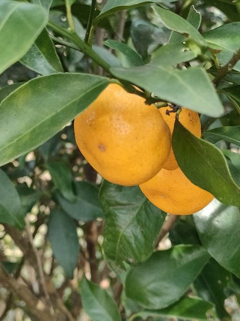 Photos: 橘