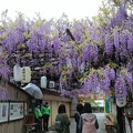写真: 泉南の藤祭り1