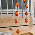 写真: 吊るし柿