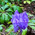 写真: トリカブトの花