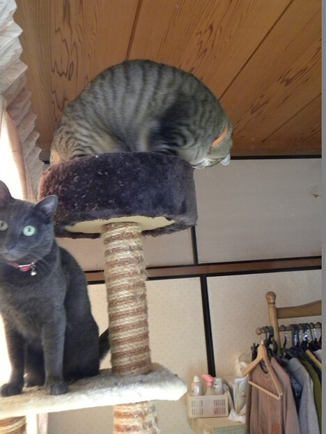 写真: 猫タワー