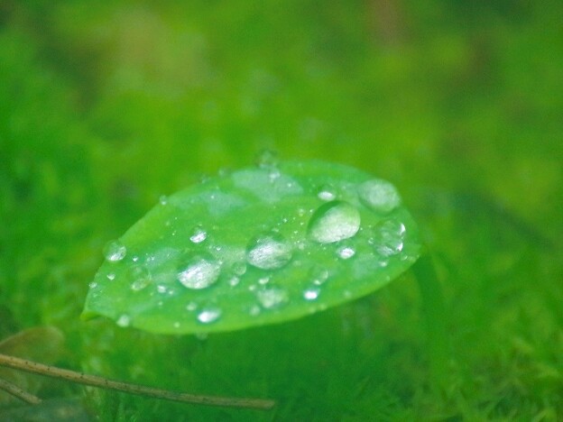 写真: カタクリの葉に水滴