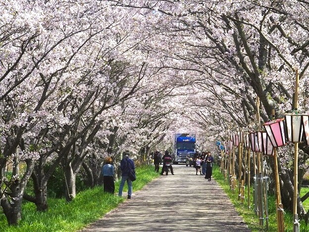桜トンネルは大賑わい