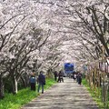 写真: 桜トンネルは大賑わい