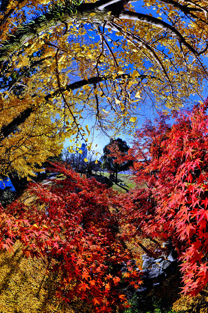 写真: 駿府城公園　二葉葵の小径　紅葉