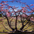 写真: 駿府城公園　伊東小室桜 360度パノラマ写真