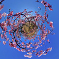 写真: 駿府城公園　伊東小室桜 Little Planet