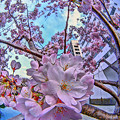 写真: 駿府城　三の丸堀　桜「ジンダイアケボノ」(1)
