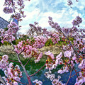 写真: 駿府城　三の丸堀　桜「ジンダイアケボノ」(2)