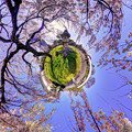Photos: 駿府城公園　枝垂れ桜　Little Planet