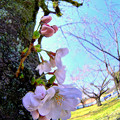 Photos: 駿府城公園　胴吹きの桜(1)