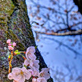 写真: 駿府城公園　胴吹きの桜(2)
