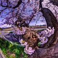 写真: 長尾川河畔　桜 対角線魚眼風