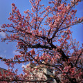 写真: 2023年2月1日　糸川河畔 熱海桜(3)
