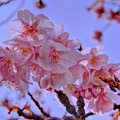 2023年2月6日　糸川河畔 熱海桜(1)
