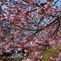 2023年2月6日　糸川河畔 熱海桜(2)