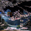 2023年1月30日　熱海桜 ライトアップ 360度パノラマ写真(2)