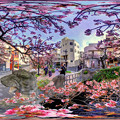 2023年2月5日　熱海桜 360度パノラマ写真(2)