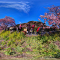 南伊豆町下賀茂 みなみの桜  360度パノラマ写真