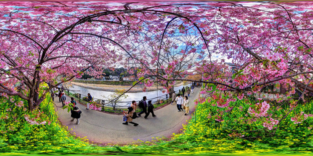 写真: 河津桜 360度パノラマ写真(2)