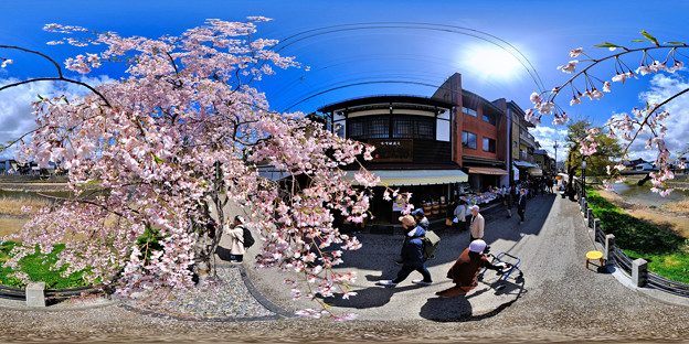 写真: 高山 宮川朝市の桜 360度パノラマ写真
