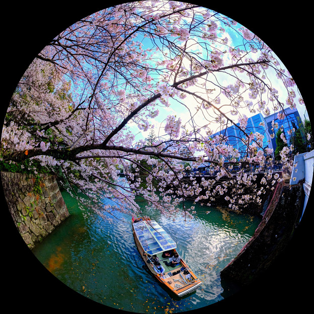 写真: 駿府城公園 西門橋 桜と遊覧船｢葵船｣ 180度魚眼風