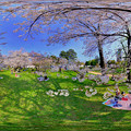 写真: 駿府城公園、桜 360度パノラマ写真　(2023年3月30日)
